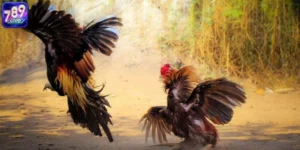 Tìm Hiểu Loại Hình Đá Gà Thomo & 4 Lý Do Nên Chơi